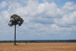 Tree of Satarém, Pará. ODYSSEA Project. © J. Ferreira.